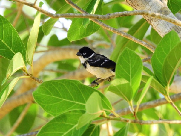 White-collared Seedeater