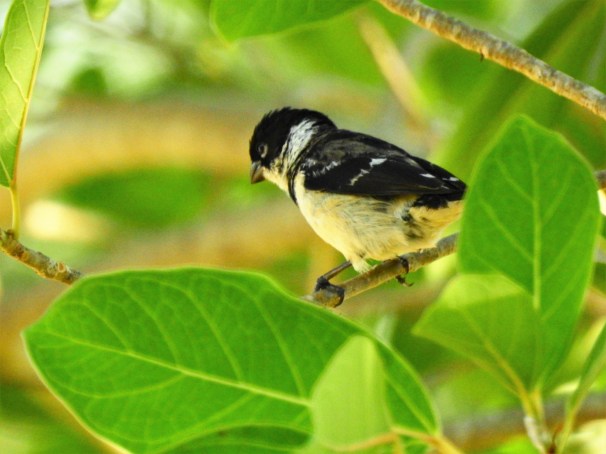 White-collared Seedeater
