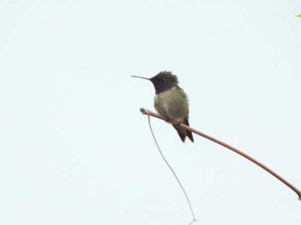 Ruby-throated Hummingbird.