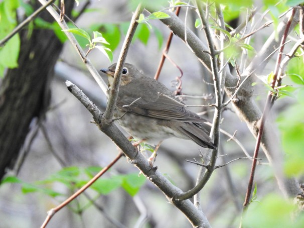 Swainson's Thrush [Olive-backed] at Magee Marsh in Ohio.