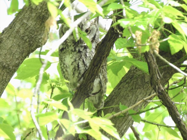 Eastern Screech-Owl [Gray Morph]