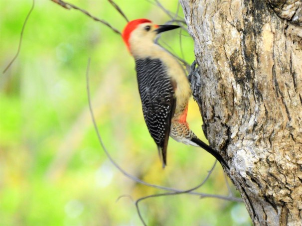 Golden-fronted [Velasquez's] Woodpecker (Male).