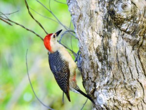 Golden-fronted [Velasquez's] Woodpecker in Costa Maya, Mexico.