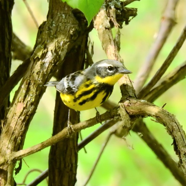 Magnolia Warbler at Magee Marsh in Ohio.