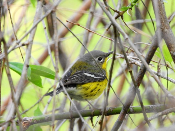 Magnolia Warbler at Magee Marsh in Ohio.