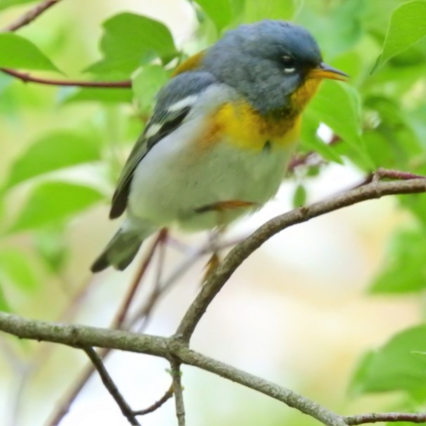 Northern Parula at Magee Marsh in Ohio.