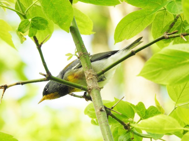Northern Parula at Magee Marsh in Ohio.