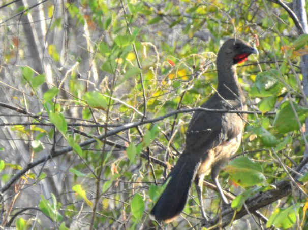 Plain Chachalaca in Costa Maya, Mexico.