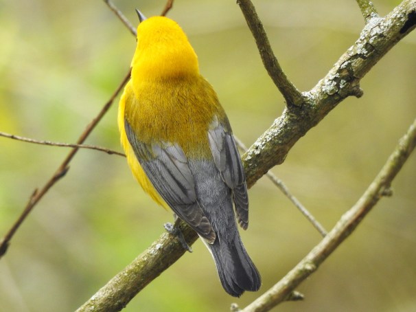 Back view of a Prothonotary Warbler in Ohio.