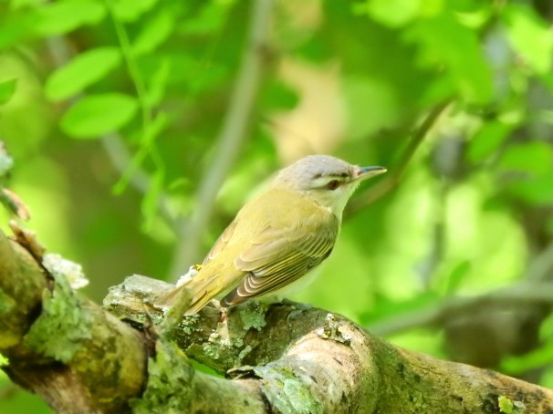 Red-eyed Vireo in Pennsylvania.