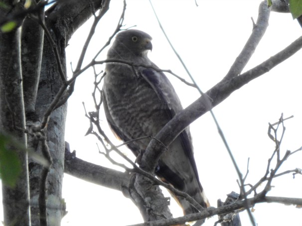 Roadside Hawk in Costa Maya, Mexico.