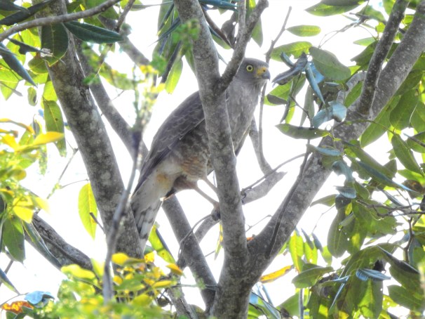 Roadside Hawk in Costa Maya, Mexico.