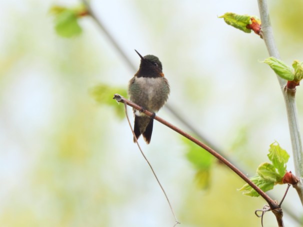 Ruby-throated Hummingbird.