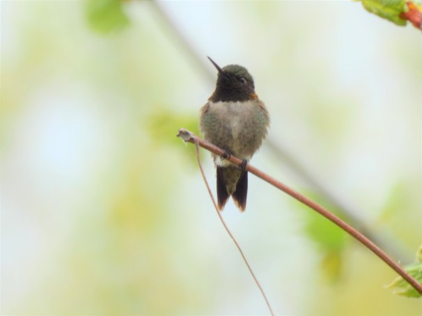 Ruby-throated Hummingbird in Pennsylvania.