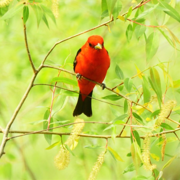 Scarlet Tanager (Male)