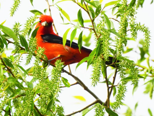 Scarlet Tanager (Male) in Ohio.