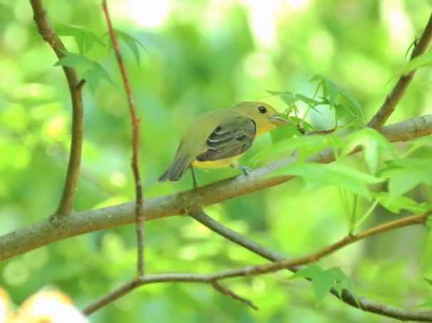 Scarlet Tanager (Female) in Pennsylvania.