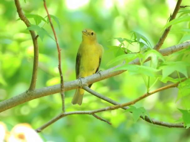 Scarlet Tanager (Female) in Pennsylvania.