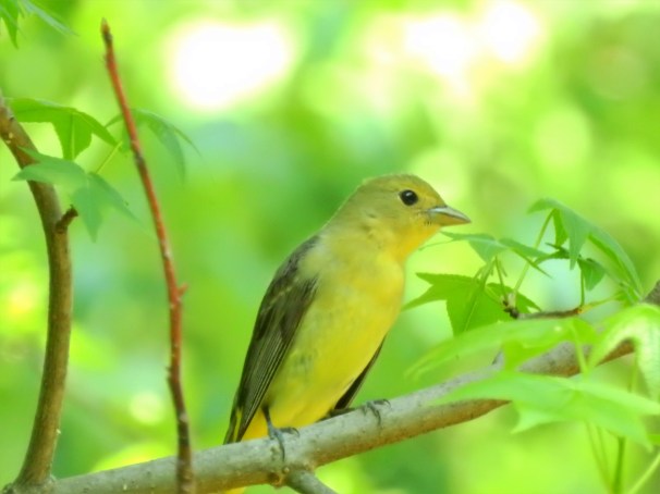 Female Scarlet Tanager in Pennsylvania.