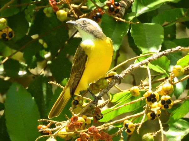 Social Flycatcher in Belize.