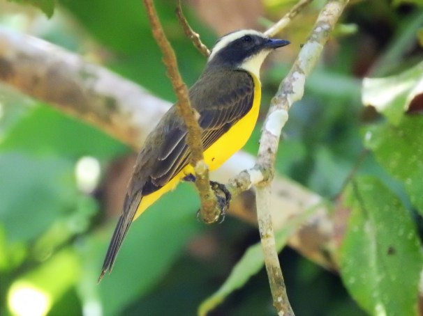 Social Flycatcher in Belize.