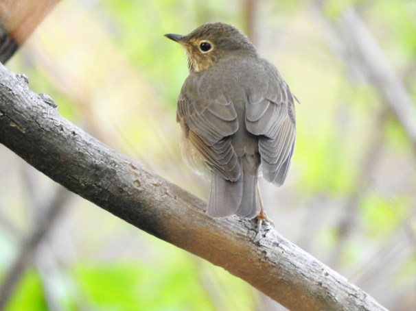 Swainson's Thrush [Olive-backed].