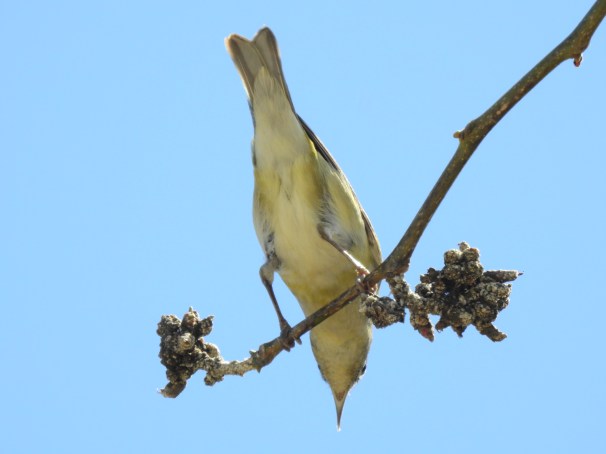 Tennessee Warbler