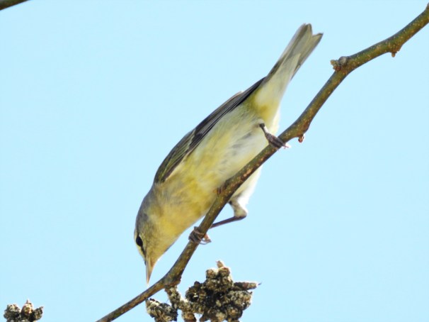 Tennessee Warbler in Roatan, Honduras.