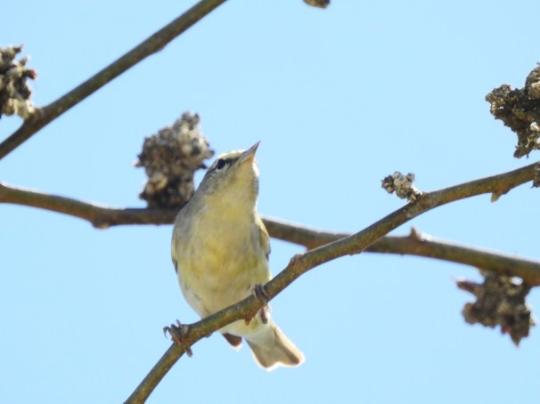 Tennessee Warbler in Roatan, Honduras.