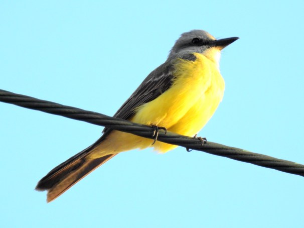 Tropical Kingbird in Roatan, Honduras.