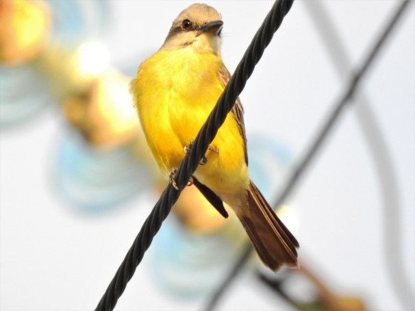 Tropical Kingbird in Roatan, Honduras.