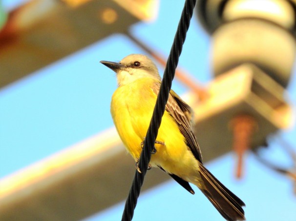 Tropical Kingbird in Roatan, Honduras.