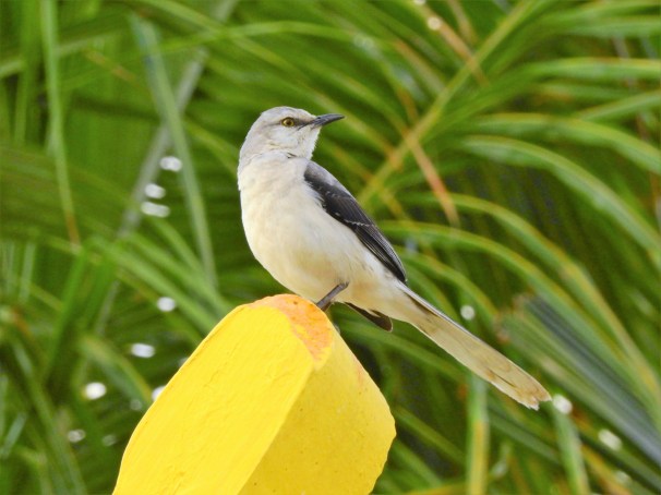 Tropical Mockingbird
