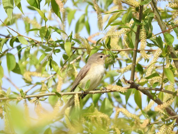 Warbling Vireo at Magee Marsh in Ohio.