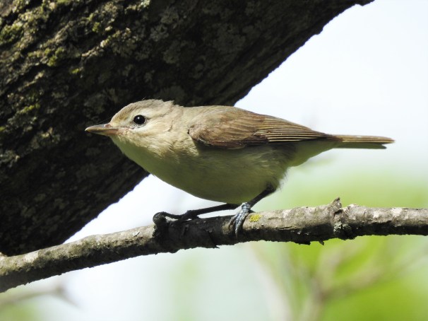 Warbling Vireo at Magee Marsh in Ohio.
