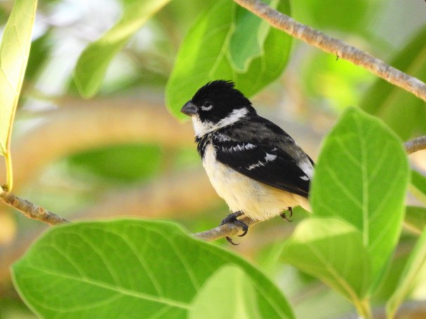 White-collared Seedeater in Costa Maya, Mexico.