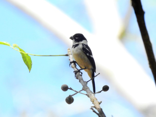 White-collared Seedeater in Belize.