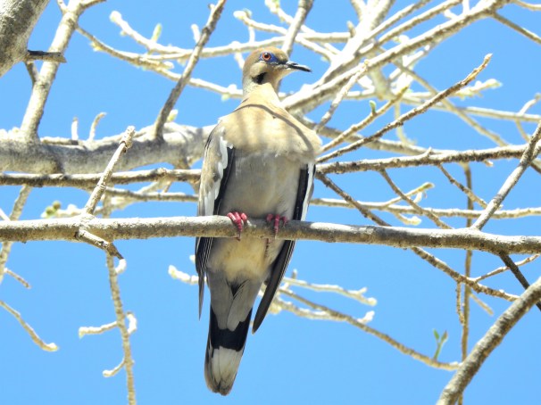 White-winged Dove in Mexico.