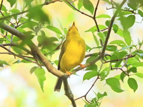 Wilson's Warbler in Ohio.