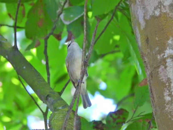 Yucatan Vireo in Roatan, Honduras.
