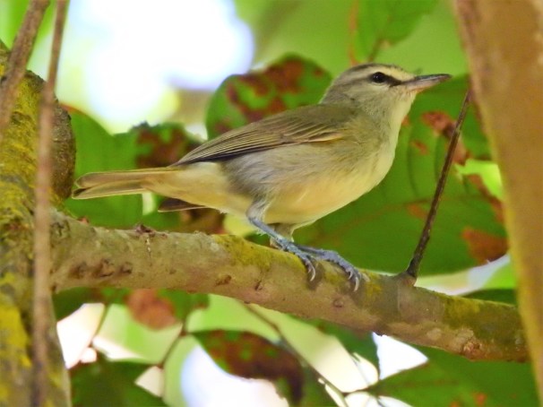 Yucatan Vireo in Roatan, Honduras.