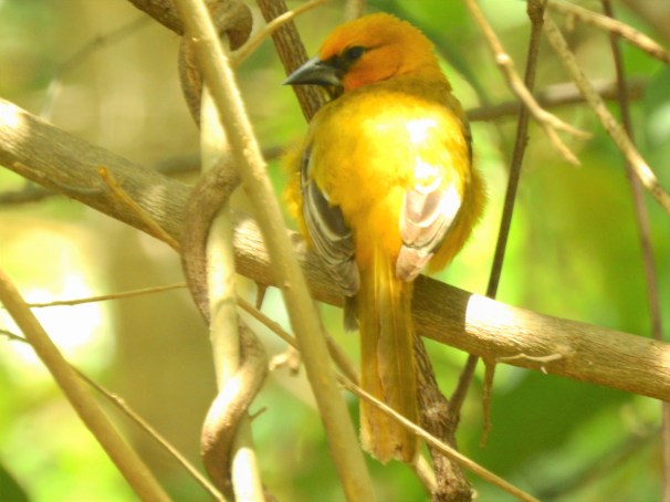 Female Altamira Oriole in Mexico
