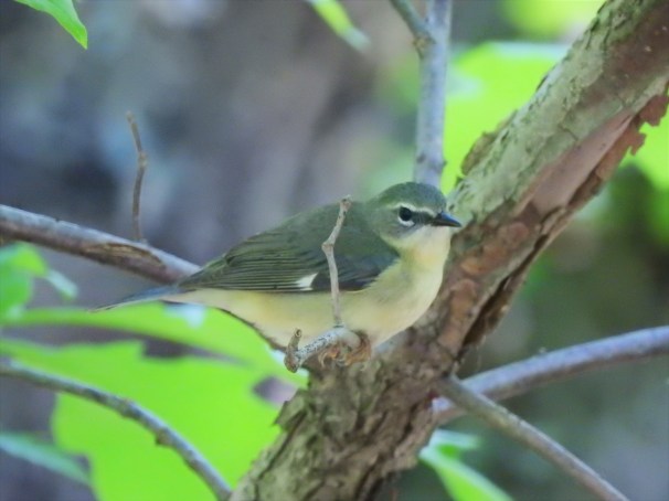 Female Black-throated Blue Warbler