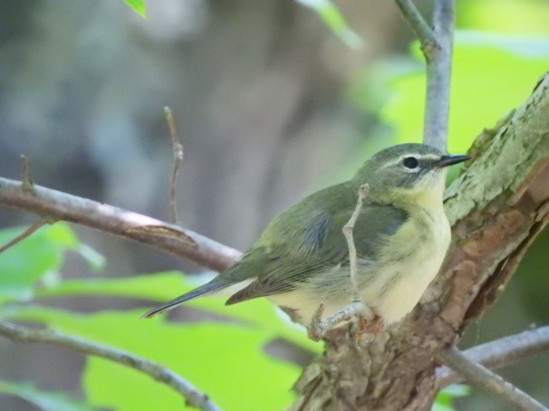 Black-throated Blue Warbler