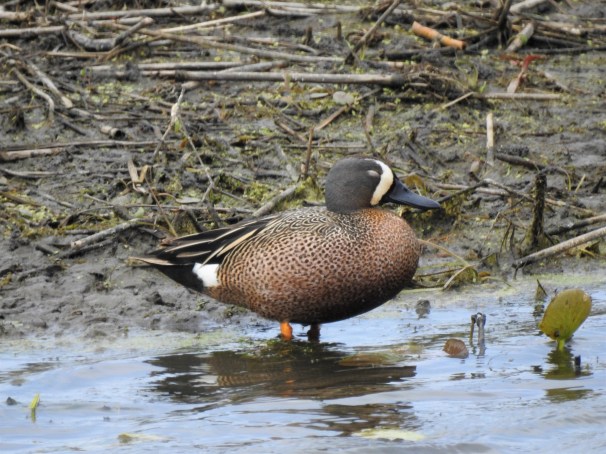 Blue-winged Teal