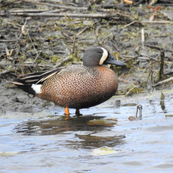 Blue-winged Teal in Ohio.