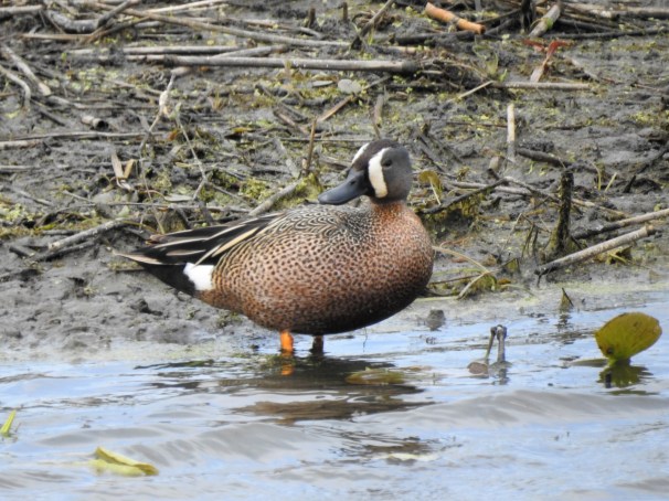 Blue-winged Teal