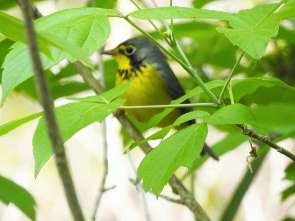 Canada Warbler at Magee Marsh in Ohio.