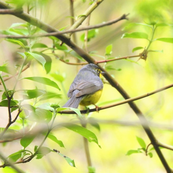 Canada Warbler