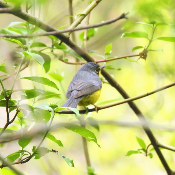 Canada Warbler